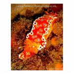Bright orange nudie branch with spots - underwater shot. Western Australia.